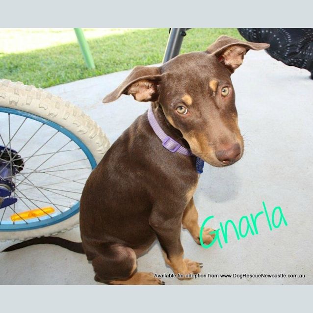 Photo of Gnarla (On Trial 5/3/13)