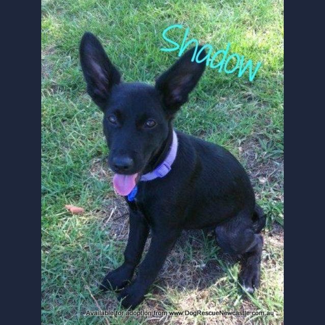 Photo of Shadow (2) (On Trial 5/3/13)