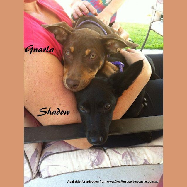 Photo of Shadow (2) (On Trial 5/3/13)