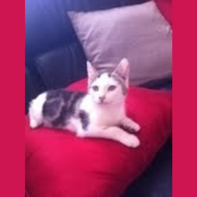 Photo of Winston