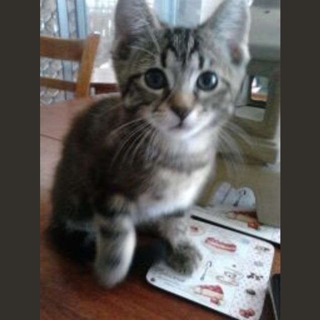 Photo of Koko (C531)