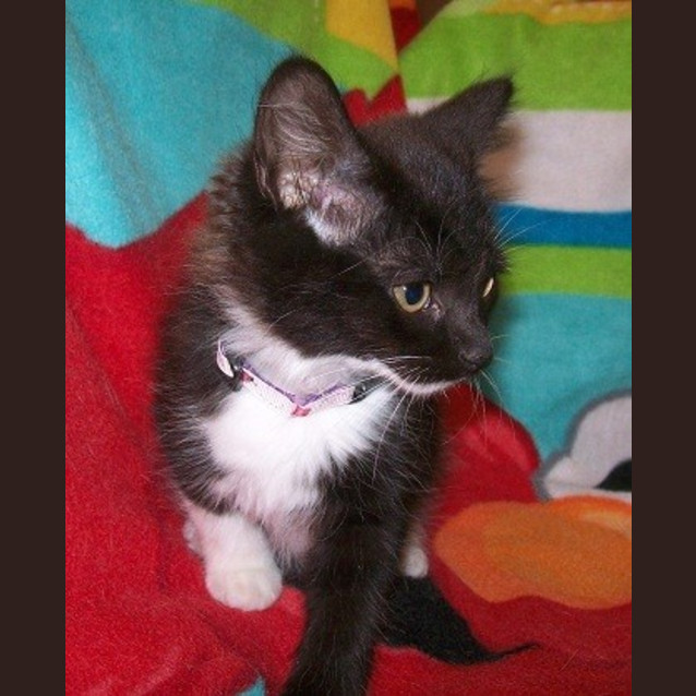 Photo of Pipi Longstocking *Adoption Day17/3/2013*