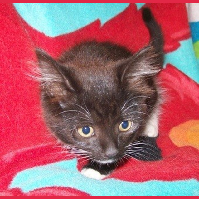 Photo of Pipi Longstocking *Adoption Day17/3/2013*