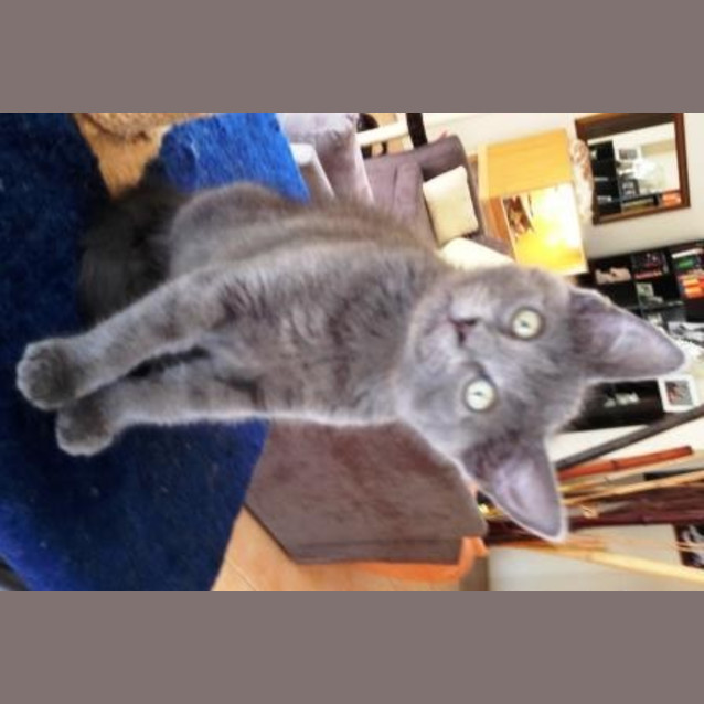 Photo of Rosebud