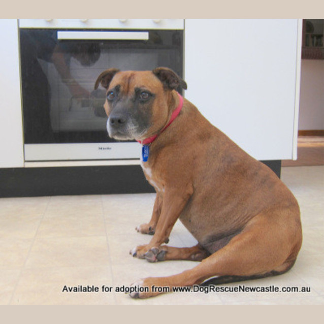 Photo of Xena (On Trial 2/6/13)