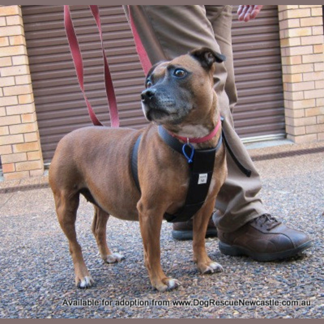 Photo of Xena (On Trial 2/6/13)