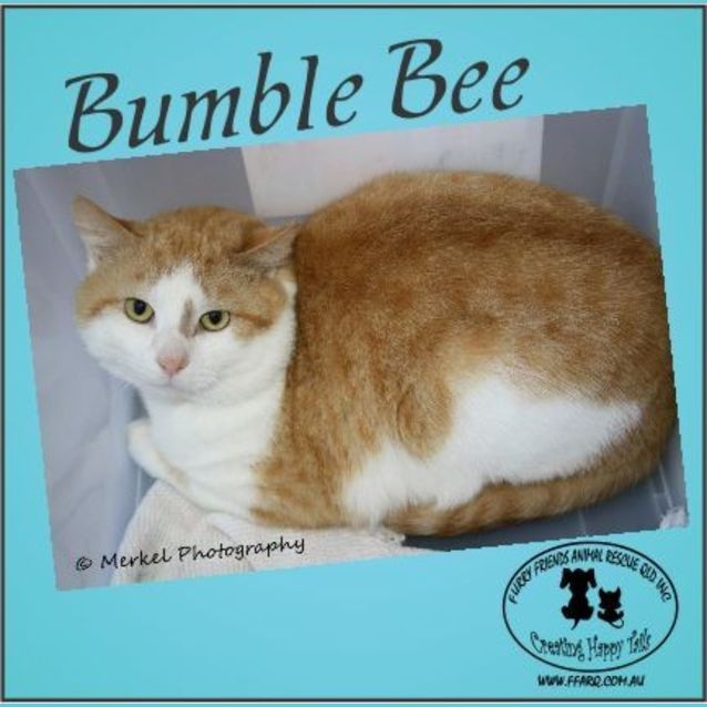 Photo of Bumble Bee