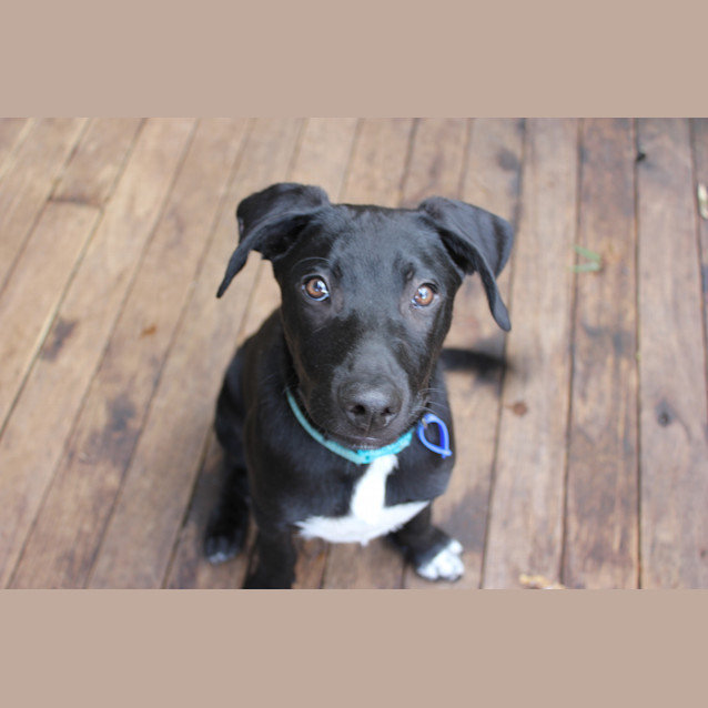 Photo of Scout (On Trial 27/3/13)
