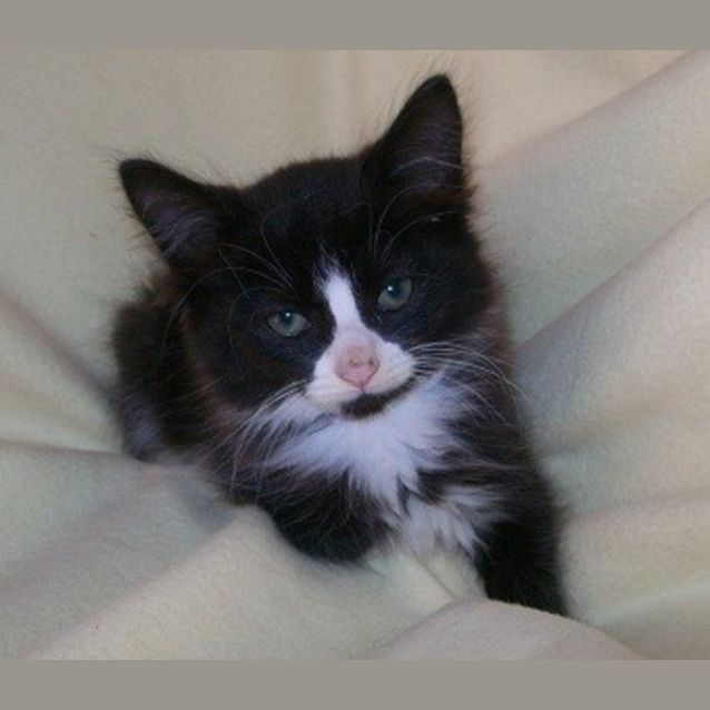 Photo of Muffin * Adoption Day 23/3/2013*