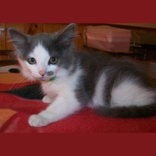 Photo of Milli  **Adoption Day Sun 14/04/13** 