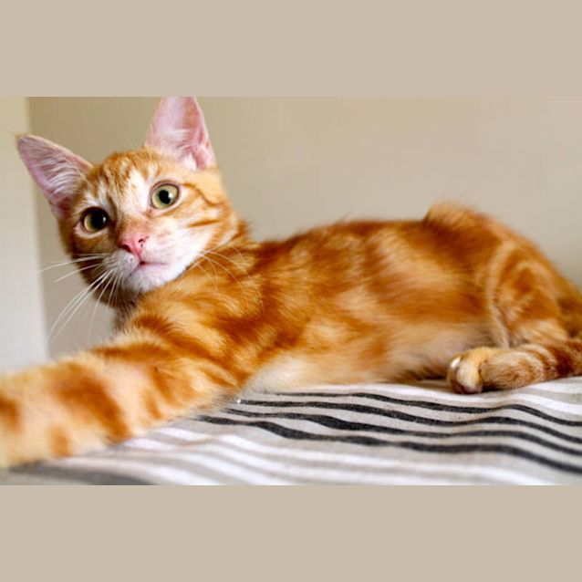 Photo of Katut