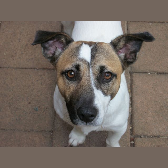 Photo of Shorty (On Trial 11/3/13)