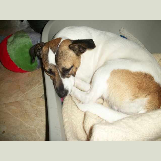 Photo of Shorty (On Trial 11/3/13)
