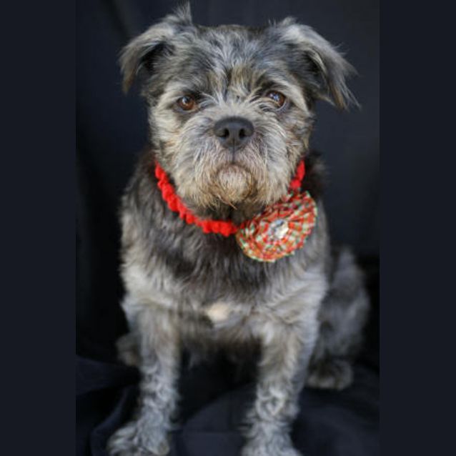 Photo of Otto