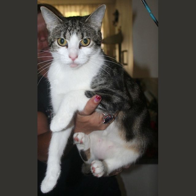 Photo of Princess (Pets Domain)