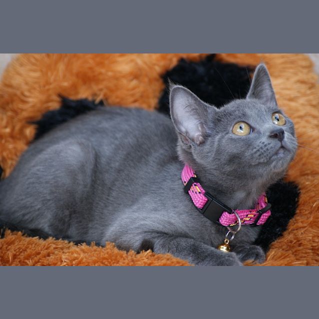 Photo of Shiloh