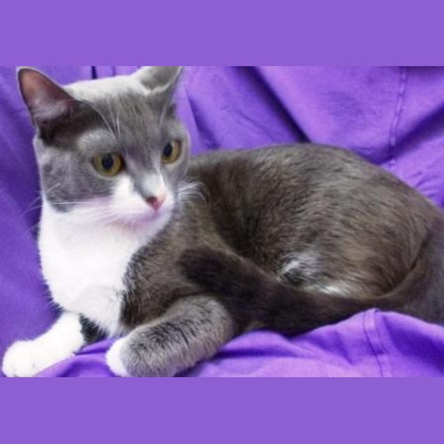 Photo of Perri