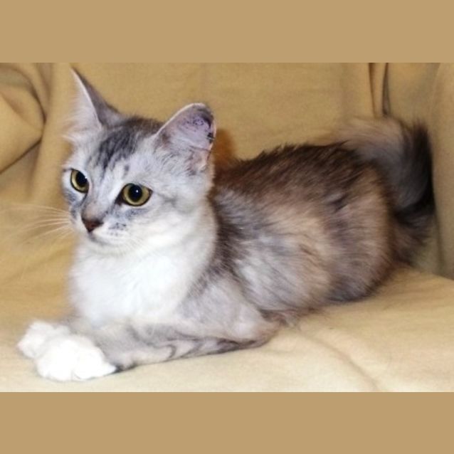 Photo of Lola