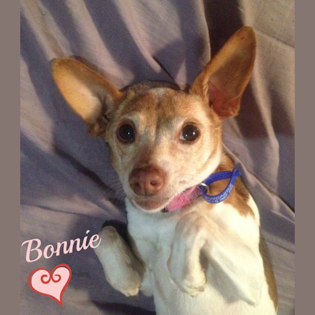 Photo of Bonnie (Adopted 16/7/13)