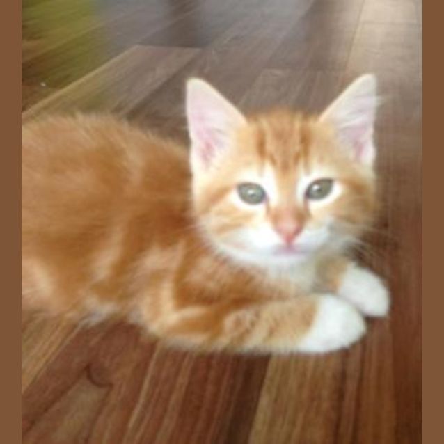 Photo of Ginger