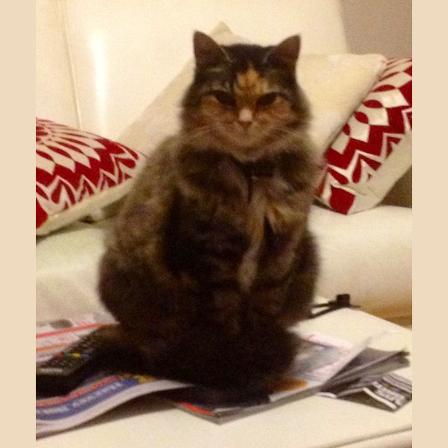 Photo of Saffy