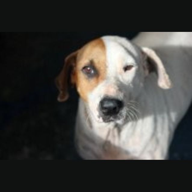 Photo of Dora