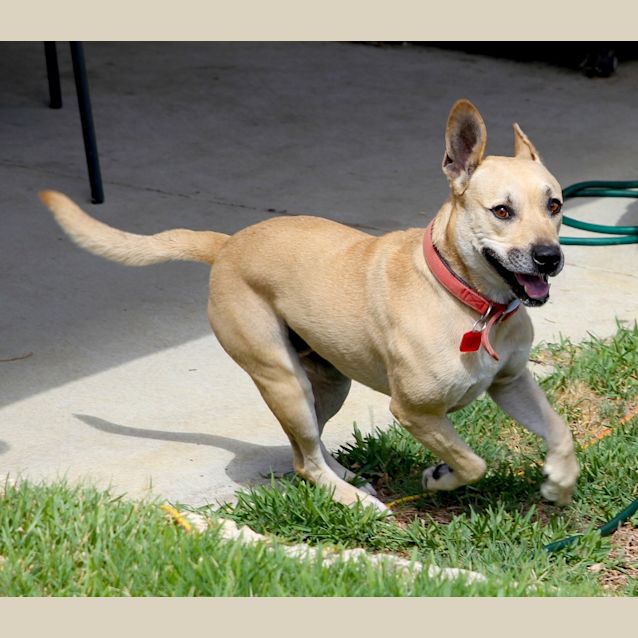 Photo of Rupert Great Family Dog Just A Good Boy!