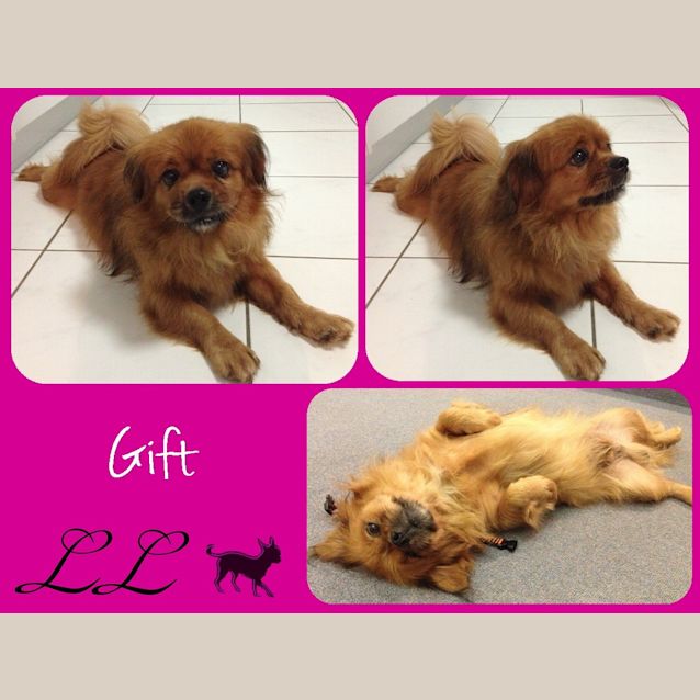 Photo of Gift 