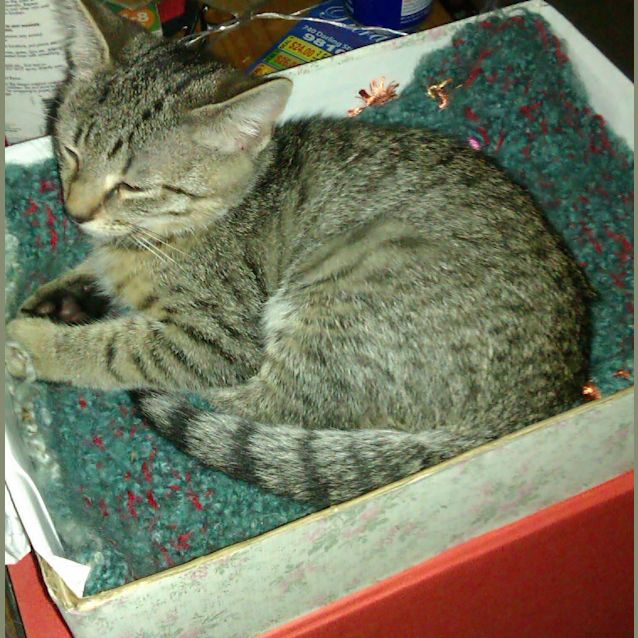 Photo of Wilbur