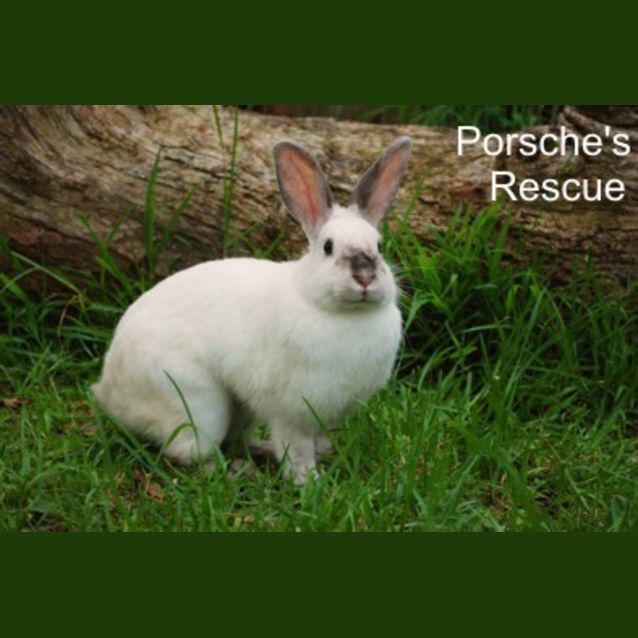 Photo of Eileen   Desexed And Vaccinated