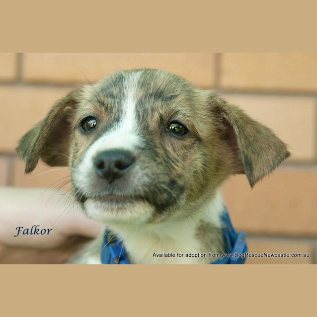Photo of Falkor (On Trial 24/3/13)