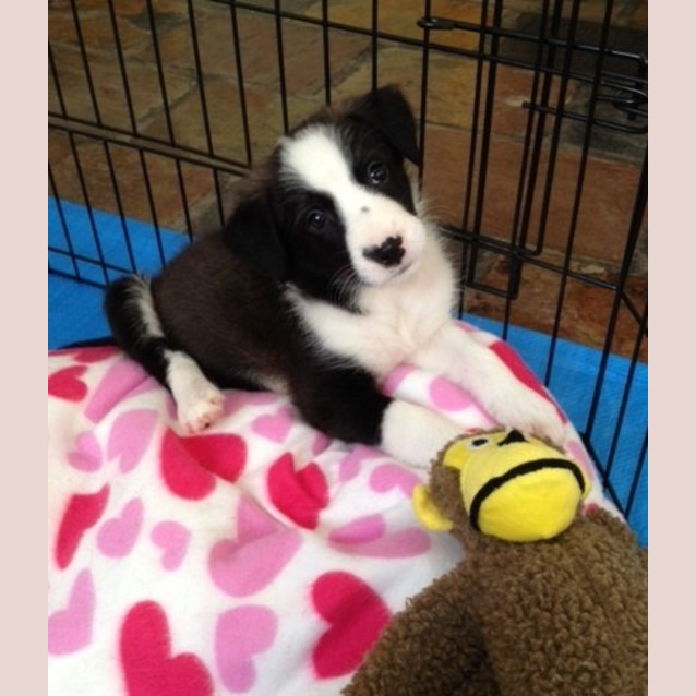 Photo of Angel (On Trial 12/3/13)