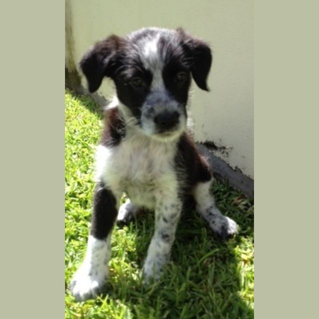 Photo of Cheeky (On Trial 12/3/13)