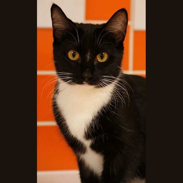 Photo of Pippy