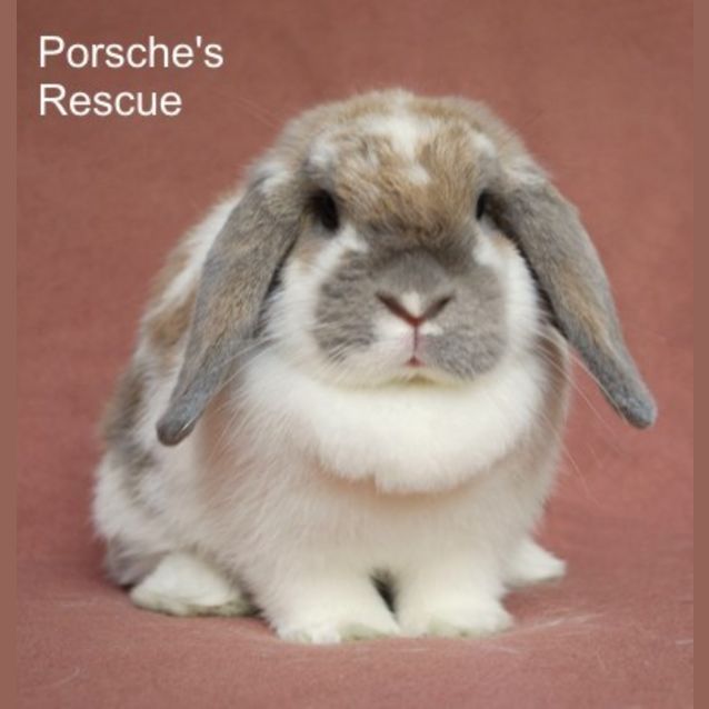 Photo of Marie   Desexed And Vaccinated