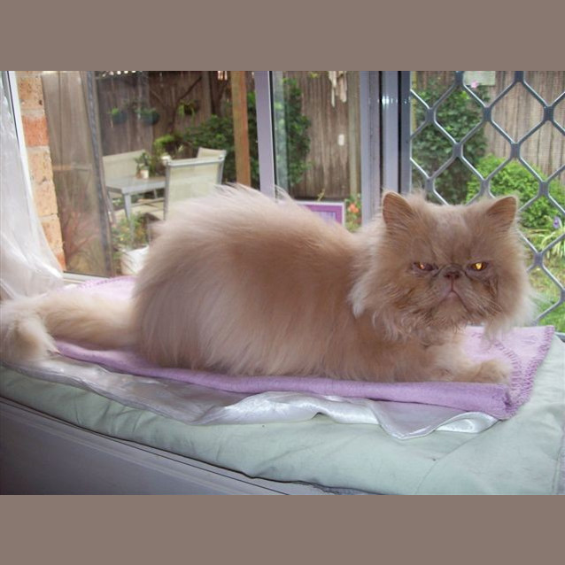 Photo of Maverick