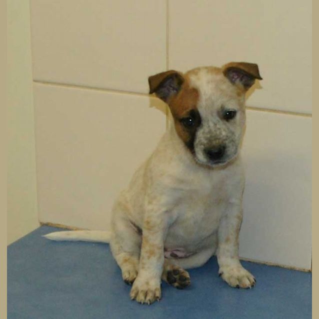 Photo of Bessie