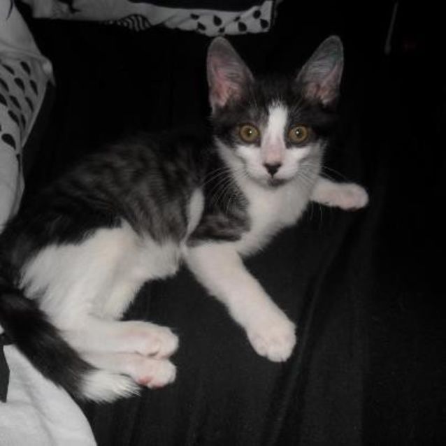 Photo of Prince