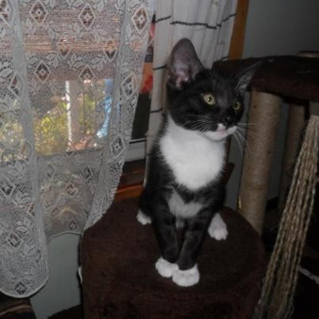 Photo of Pumba