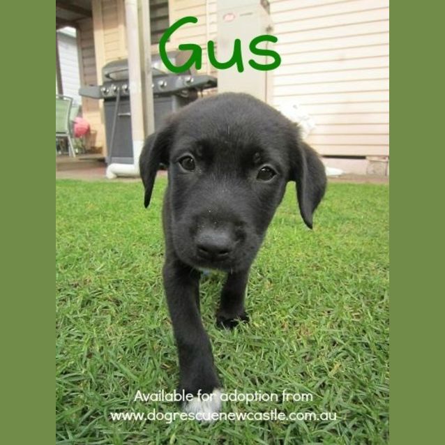 Photo of Gus (On Trial 16/3/13)