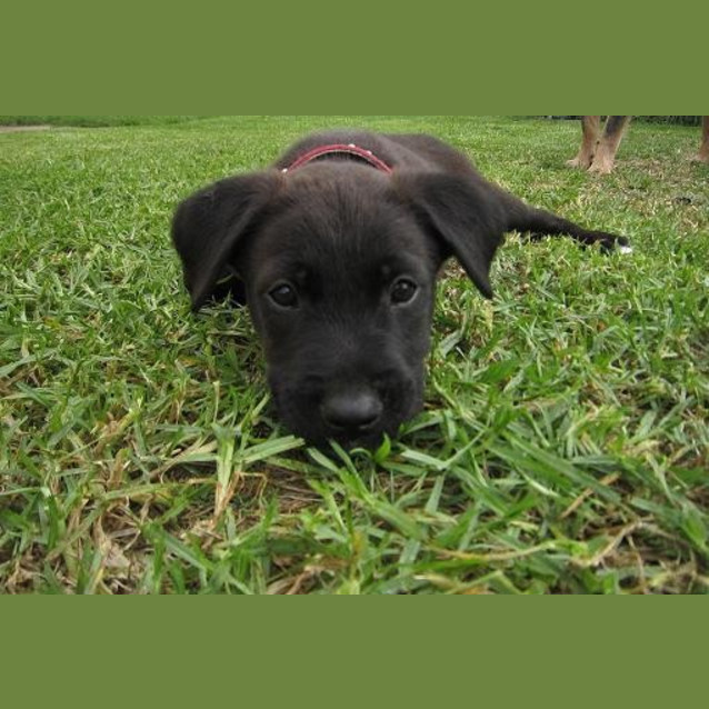 Photo of Olive (On Trial 16/3/13)