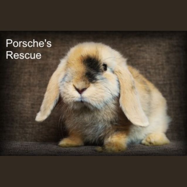 Photo of Marmalade   Desexed And Vaccinated