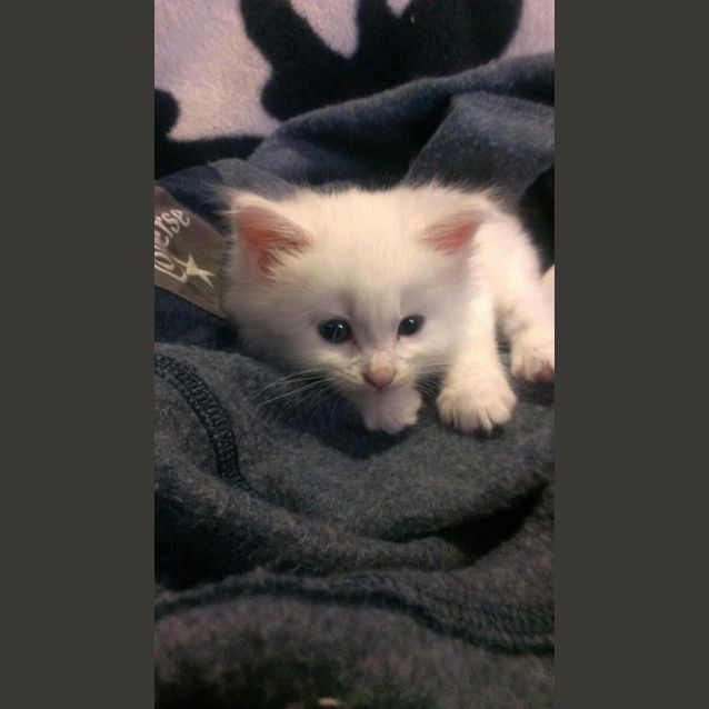 Photo of Kimba