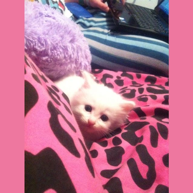 Photo of Kimba