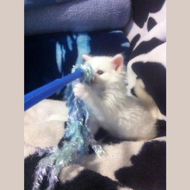 Photo of Kimba