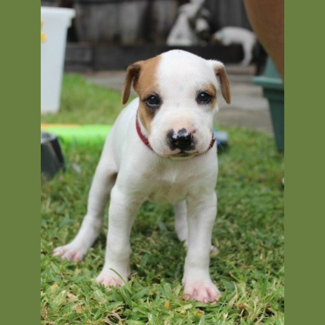 Photo of Honey