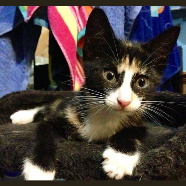 Photo of Juniper