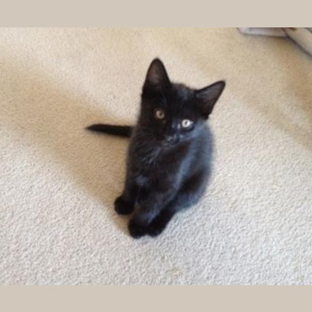 Photo of Panther