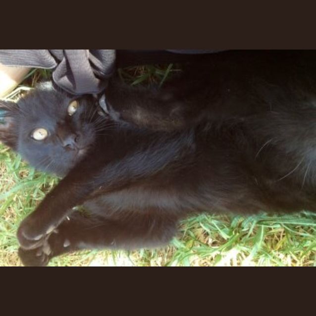 Photo of Panther