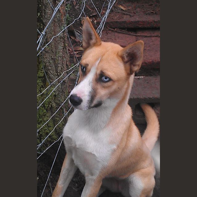 Photo of Bonnie (2) (On Trial 18/3/13)